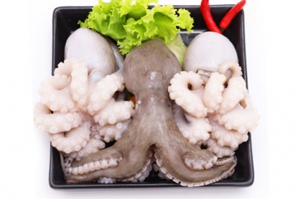 bạch tuột nhỏ  bạch tuột nhỏ