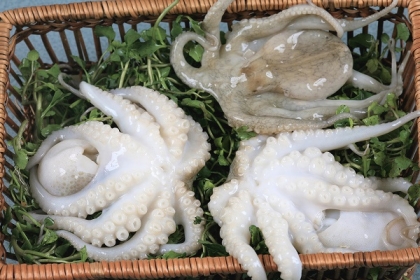 bạch tuột nhỏ  bạch tuột nhỏ