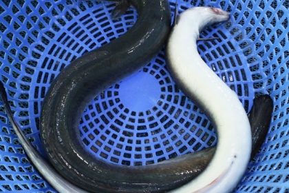 cá chình cá chình