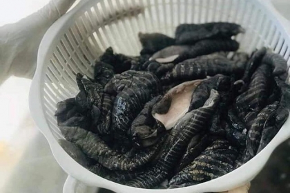 nấm biển  nấm biển